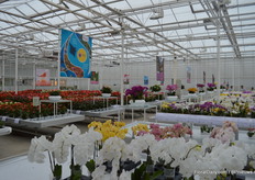 Zoals elk jaar heeft Anthura een plekje waar ze hun selectie van hun soorten in het zonnetje zetten.